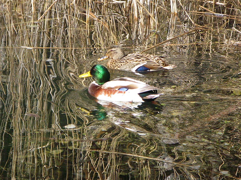 Ente mit Männchen